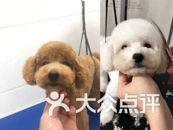 云浮宠物市场观察 聚焦本地宠物食品与用品产业发展